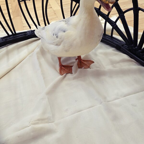 CIEMOS MINI ZOO "KARLĪNAS"