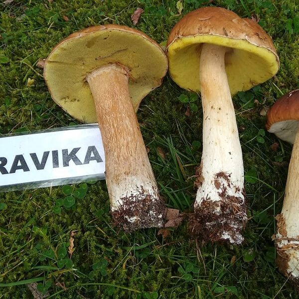 Projekts "SĒŅU GROZS"