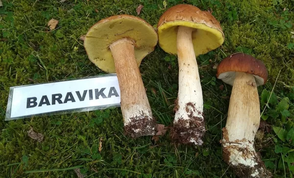 Projekts "SĒŅU GROZS"